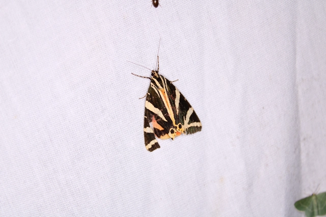Euplagia quadripunctaria - csíkos medvelepke