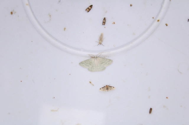 Pseudoterpna pruinata - hamvas zöldaraszoló