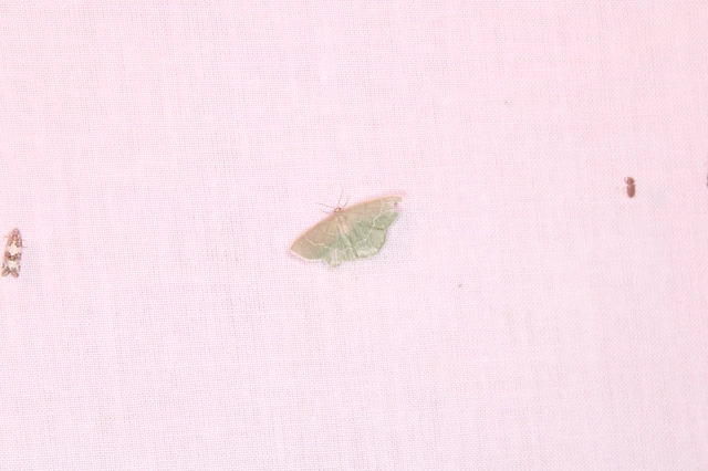 Chlorissa viridata/cloraria