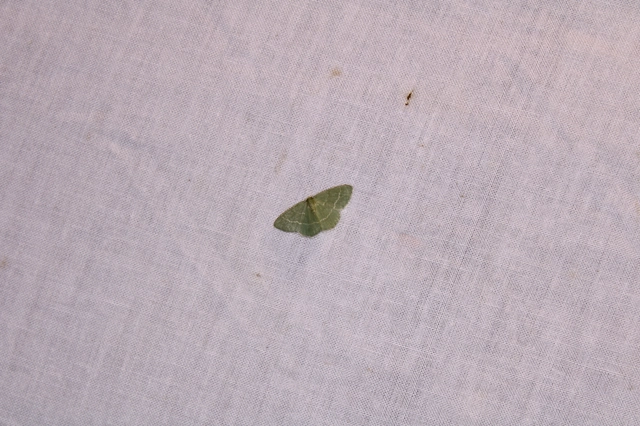 Chlorissa viridata/cloraria