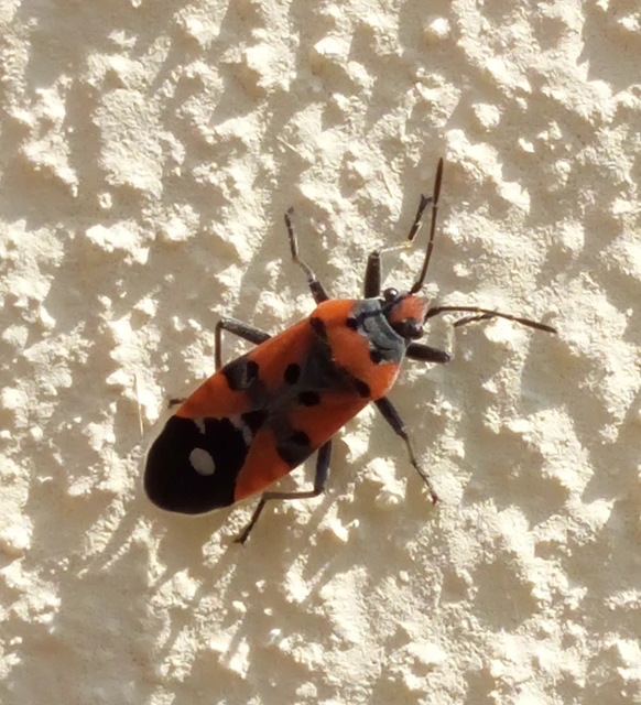 Lygaeus equestris/simulans