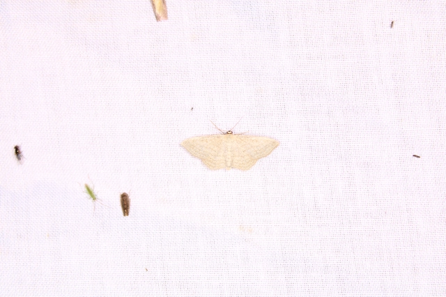 Scopula virgulata - vesszős sávosaraszoló