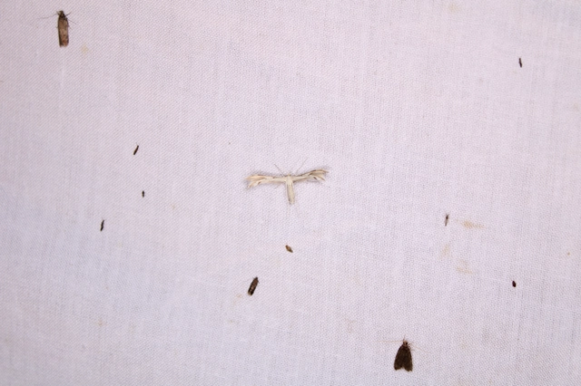 Pterophoridae - tollasmolyfélék