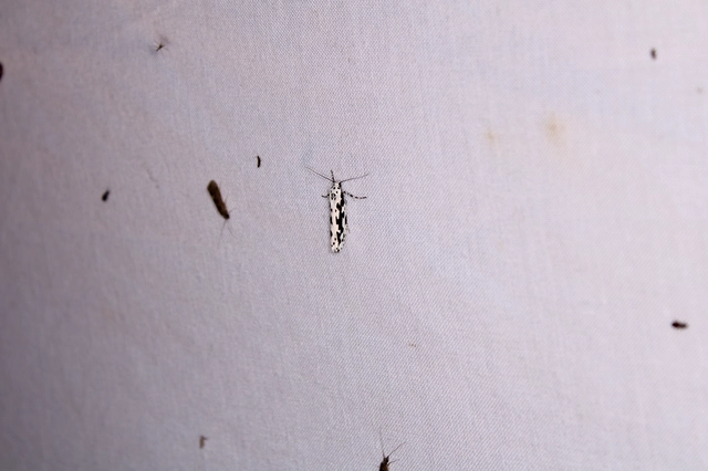 Ethmia