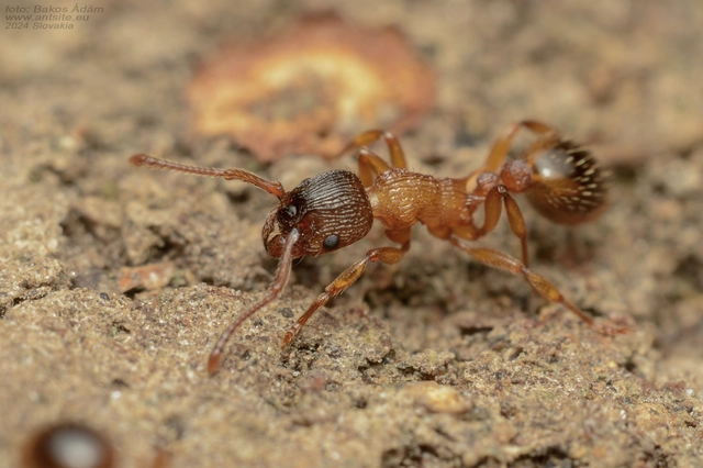 Myrmica sabuleti - gyakori bütyköshangya