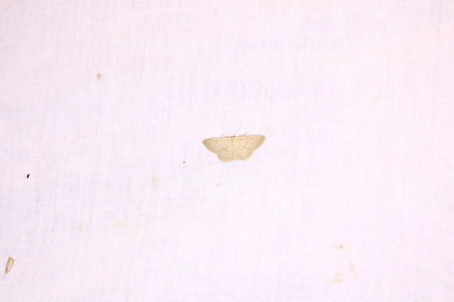 Scopula virgulata - vesszős sávosaraszoló