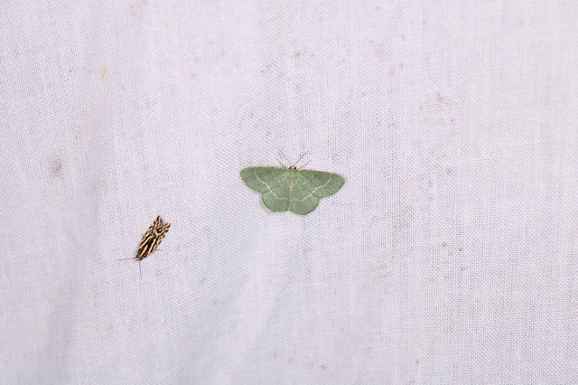 Chlorissa cloraria - sárgászöld araszoló