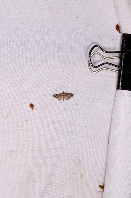 Gymnoscelis rufifasciata - vöröscsíkos törpearaszoló