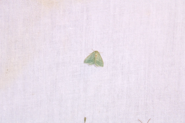 Chlorissa viridata/cloraria