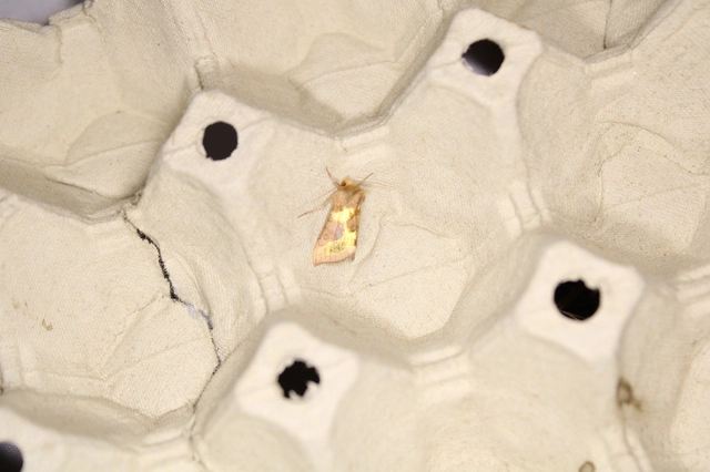 Diachrysia chrysitis - aranybagoly