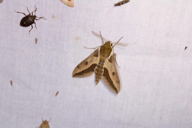 Hyles euphorbiae - kutyatejszender