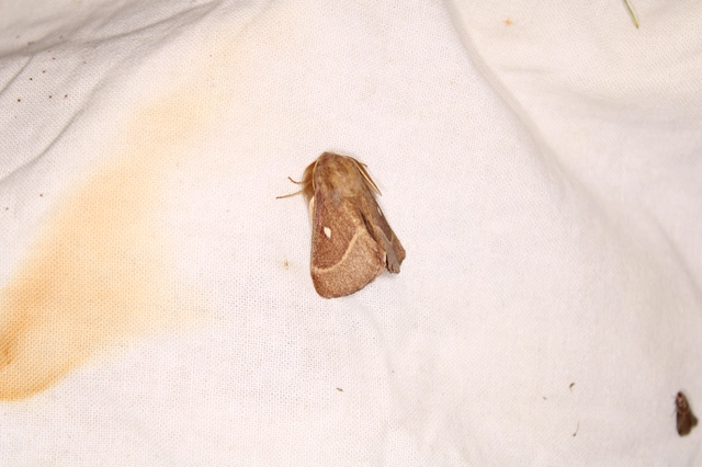 Lasiocampa trifolii - lóhereszövő