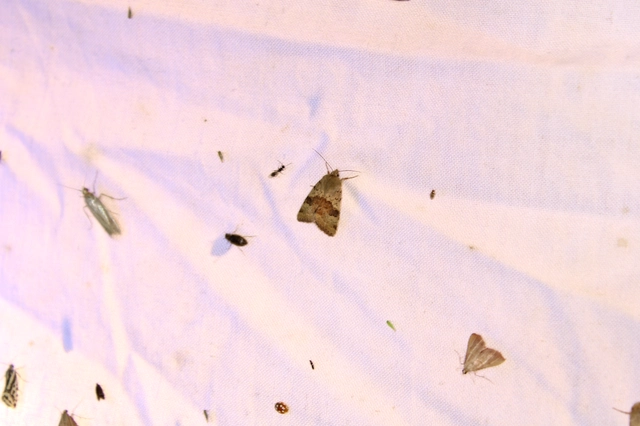 Heliothis viriplaca - mácsonyabagoly