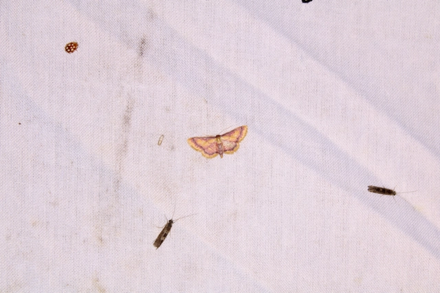 Idaea muricata - mocsári pirosaraszoló