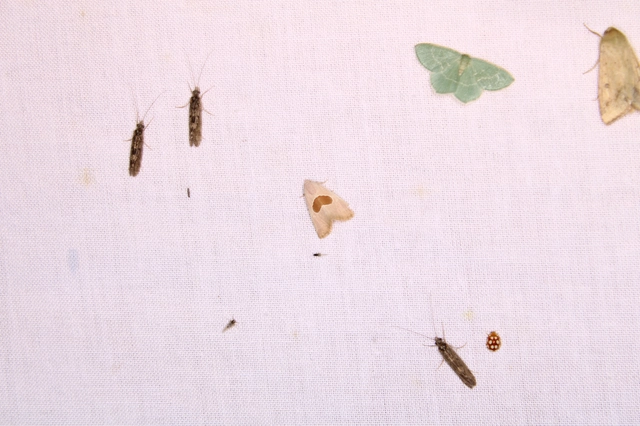 Calymma communimacula - pajzstetűfaló bagoly
