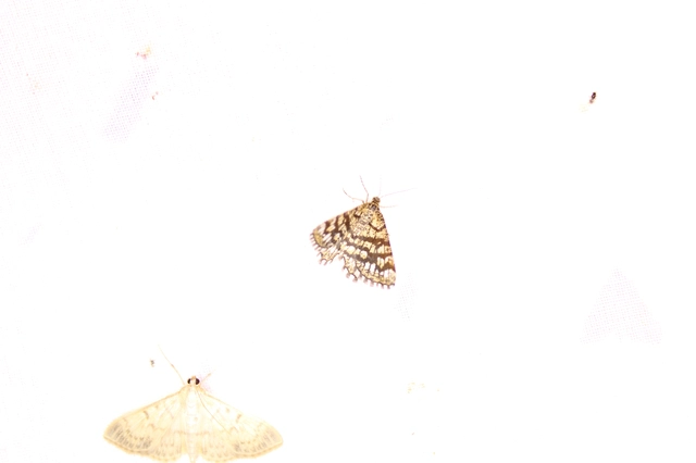 Chiasmia clathrata - rácsos rétiaraszoló