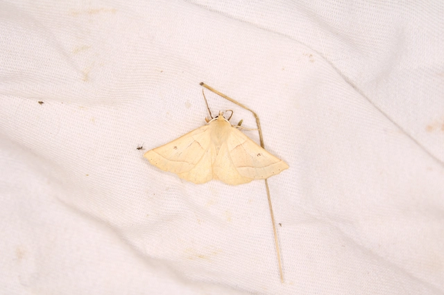 Crocallis elinguaria - sárga sávosaraszoló
