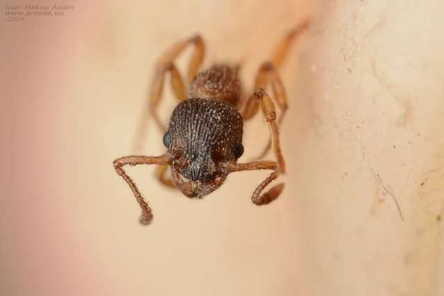 Myrmica sabuleti - gyakori bütyköshangya