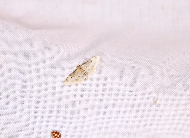 Idaea filicata - sötéttövű apróaraszoló