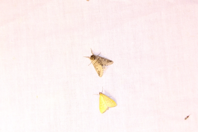 Furcula furcula - szürke púposszövő