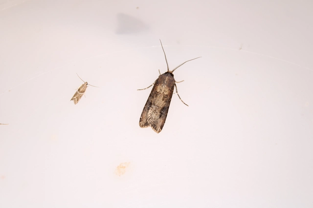 Agrotis ipsilon - nagy földibagoly