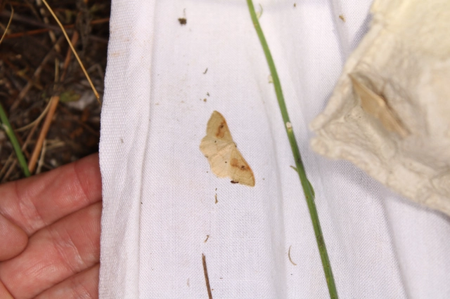 Idaea rubraria - vörössávos araszoló