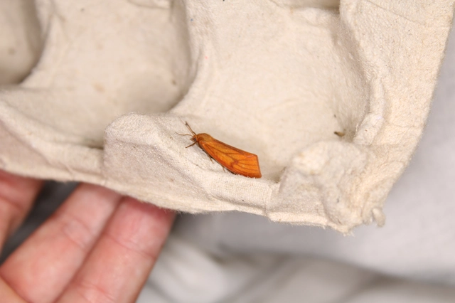 Diacrisia sannio - vörösszélű medvelepke