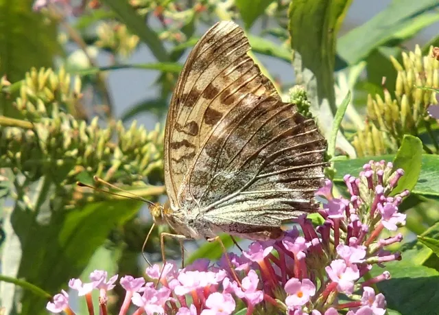 Argynnis paphia - nagy gyöngyházlepke