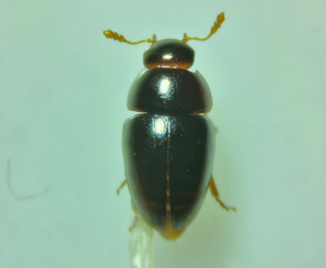 Phalacridae - kalászbogárfélék Phalacridae - kalászbogárfélék