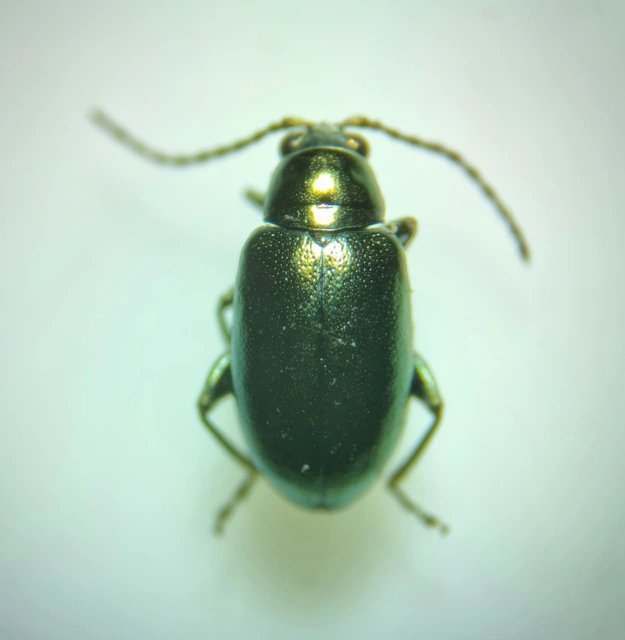 Altica