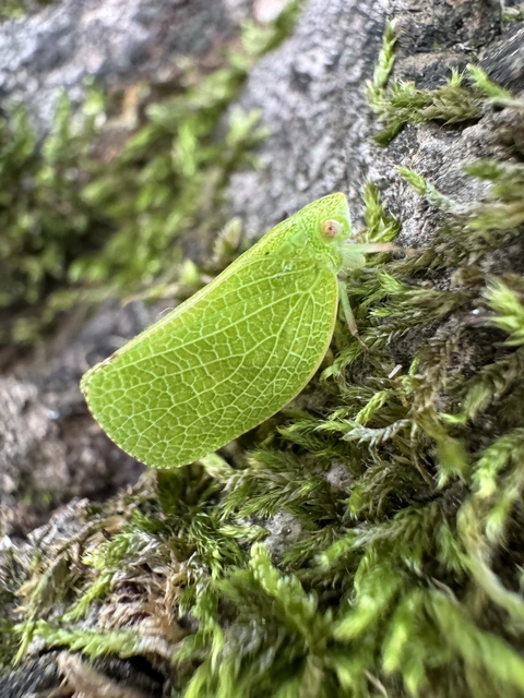 Acanalonia conica - élénkzöld lepkekabóca
