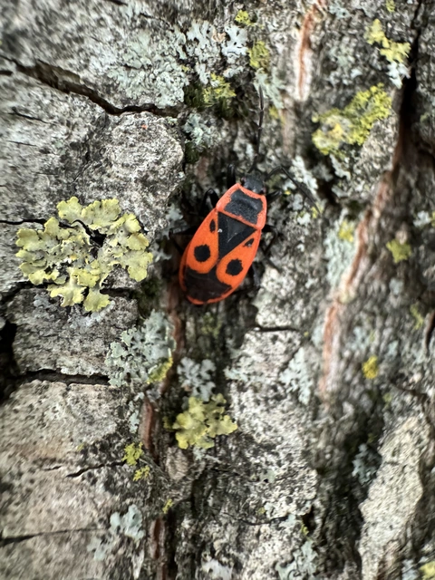 Pyrrhocoris apterus - verőköltő poloska