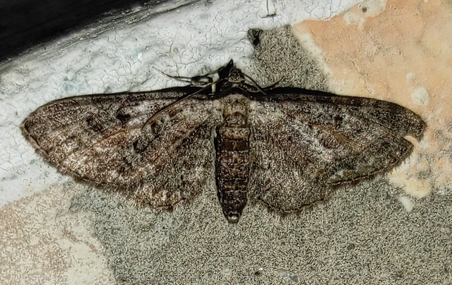 Eupithecia icterata - rozsdafoltos törpearaszoló