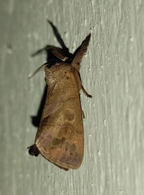 Clostera anastomosis - barna levélszövő