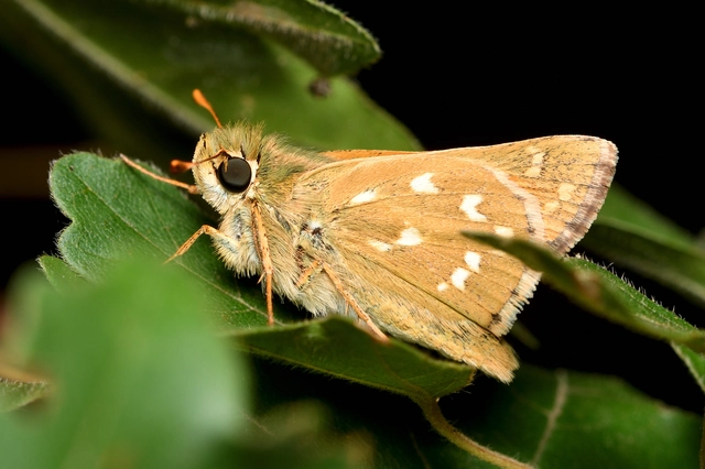 Hesperia comma - vesszős busalepke
