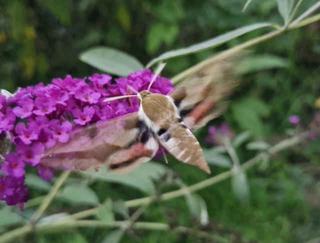 Hyles euphorbiae - kutyatejszender