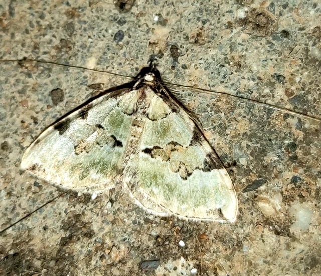 Colostygia pectinataria - zöld levélaraszoló