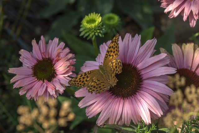 Argynnis paphia - nagy gyöngyházlepke