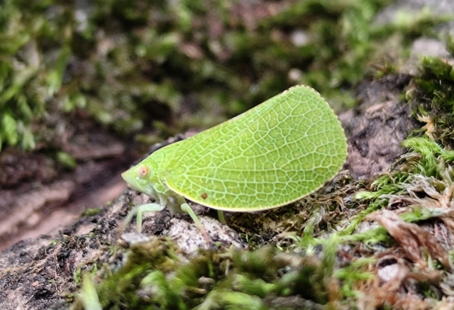 Acanalonia conica - élénkzöld lepkekabóca