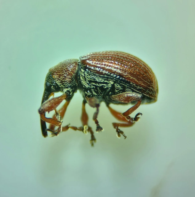 Anthonomus phyllocola - fenyőbarkarontó ormányos Anthonomus phyllocola - fenyőbarkarontó ormányos
