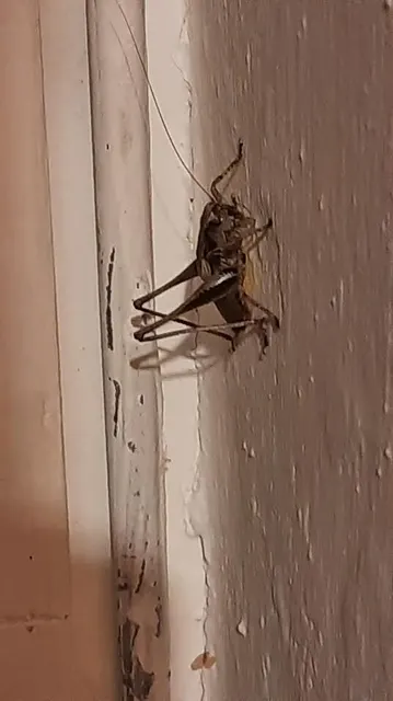 Pholidoptera griseoaptera - szürke avarszöcske