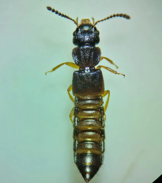 Anotylus rugosus - rovátkáshátú korhóholyva Anotylus rugosus - rovátkáshátú korhóholyva