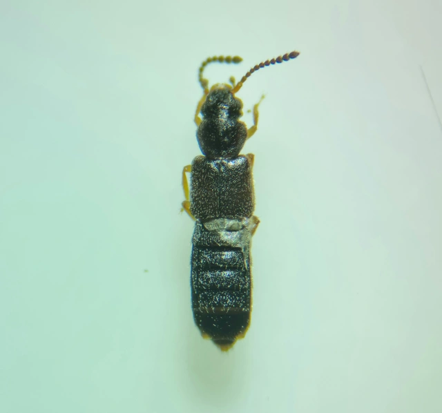 Carpelimus erichsoni - rovátkás iszapholyva Carpelimus erichsoni - rovátkás iszapholyva