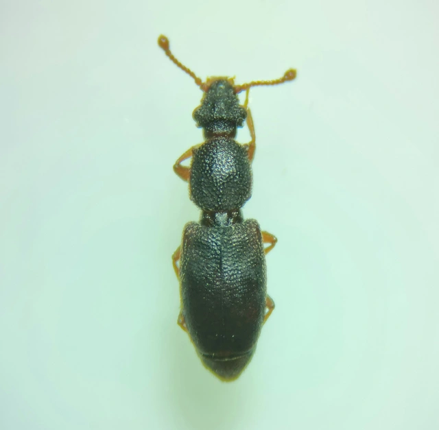 Monotomidae - törekbogárfélék