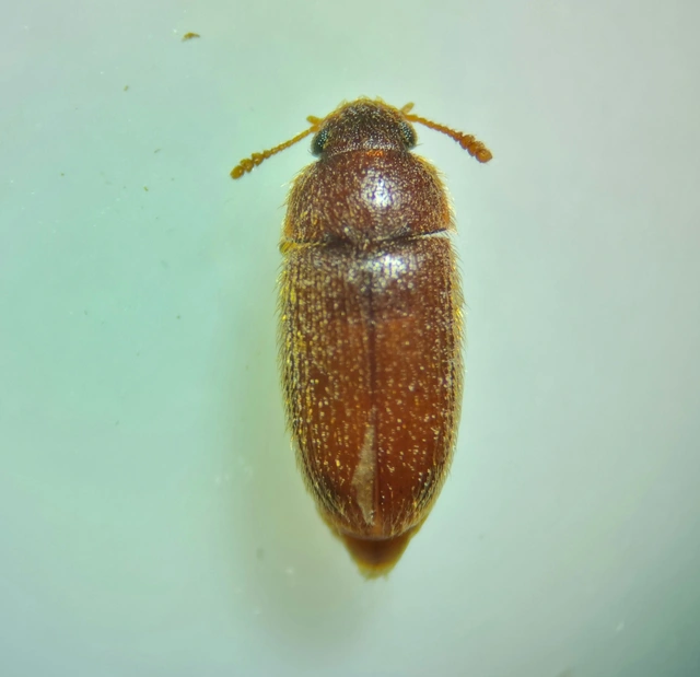 Typhaea