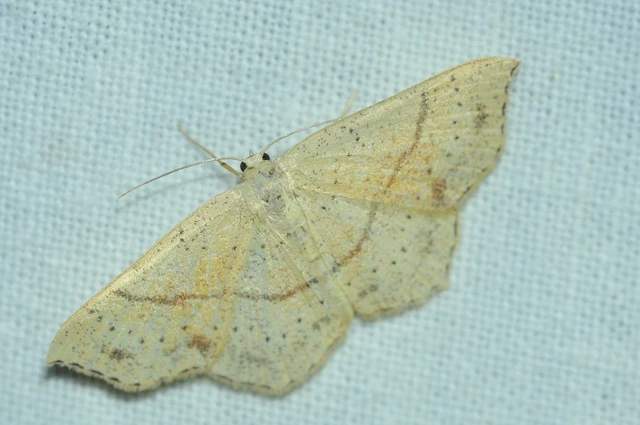 Cyclophora punctaria - sávos pettyesaraszoló