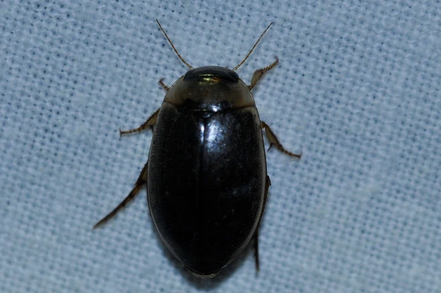 Rhantus