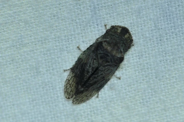 Ledra aurita - füleskabóca