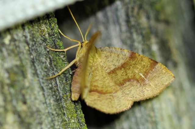 Plagodis pulveraria - szemcsés araszoló