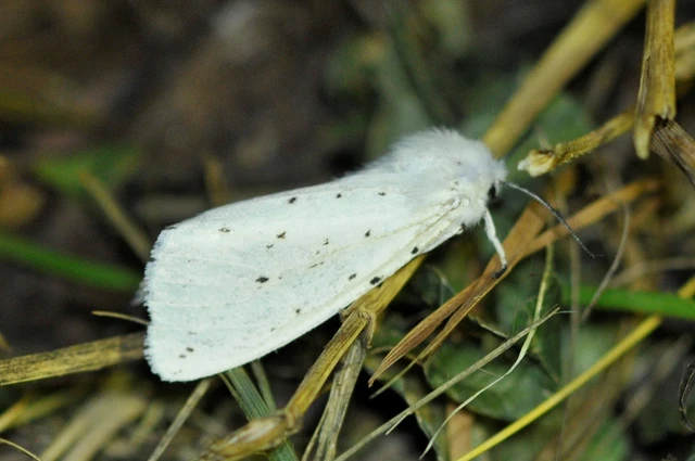 Spilosoma lubricipedum/urticae